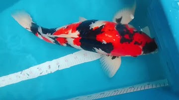 Cá koi nhật Showa size 65cm cực đẹp|sđt: 0792 980789