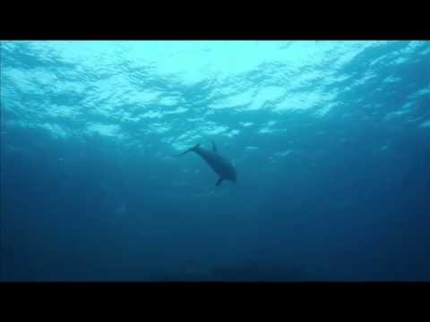 dolphins having sex