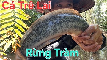 Thăm Lờ Dính Cá Lóc Đồng, Cá Rô Đồng, Cá Trê Lai, Mùa Nước Nổi @TámCáVlog1979 