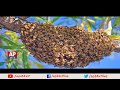 A bee sting can cure severe ailments : Special Story
