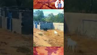 Dogo Argentino sorprendido por un jabalí #animals #dog #animales #jabali