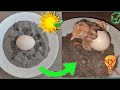 Sunlight Incubator real hatching results | incubator for chicken eggs