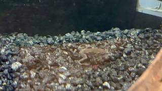 Famous African Dwarf Frog Shedding Skin Net Worth