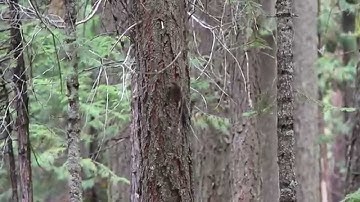 Squirrel Chasing Squirrel Around Tree Trunk