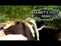 Rabbit's Foot Fern