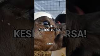 Buzağımız Da Ishal Kesilmiyorsa Nelere Dikkat Etmeliyiz?