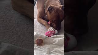 Pitbull #shortsfeed #pitbull #pitties