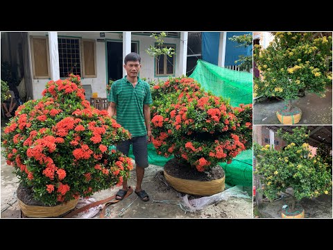 Video Báo giá Bông Trang hình cá chép - youtube
