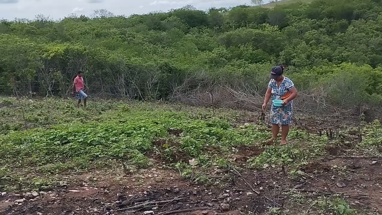 Plantando roçado
