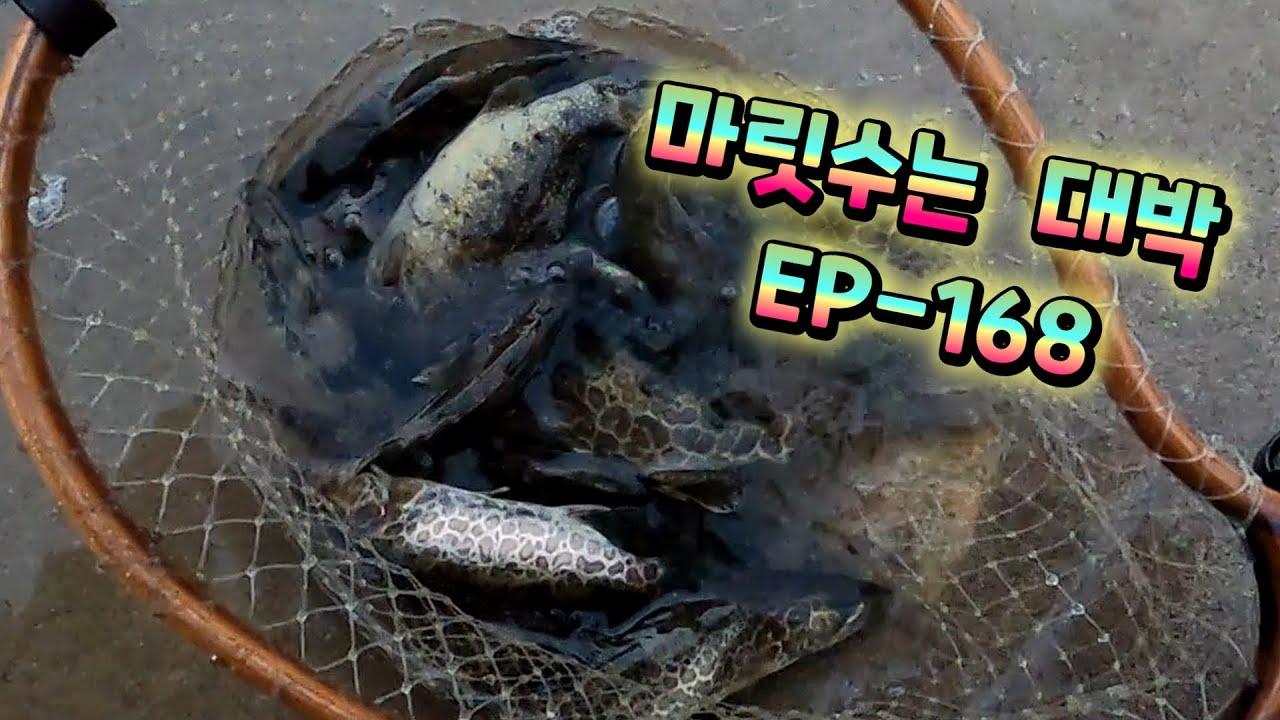 쏘가리 마릿수로 잡았는데 EP-168
