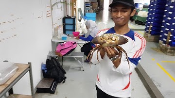 Comparison of different boxes used for Mud Crab Farming