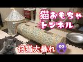 【猫用おもちゃ】猫用トンネルで大暴れする仔猫！