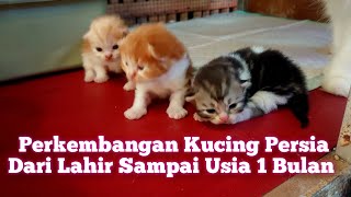 perkembangan anak kucing persia dari hari ke hari  #viral #kucing #kucinglucu