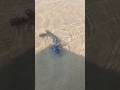 100 Fish in 10 Minutes: The Most Efficient Method Ever Filmed🐟//#fishing #fish #viral #shorts