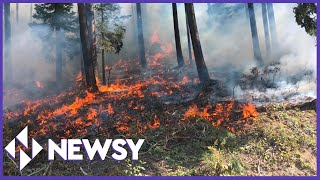 Understanding The Fire Paradox: Why We Need Fire To Prevent Fire