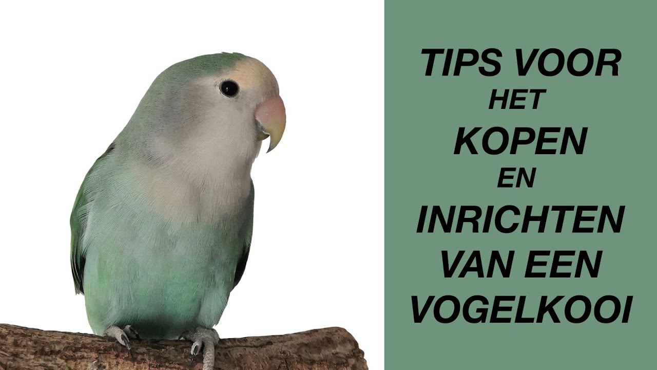 mug ga werken Potentieel Tips Voor Het KOPEN En INRICHTEN Van Een Vogelkooi - YouTube