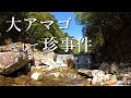 【珍事件】初渓流で大アマゴを釣るが…困惑の事態と疲労困憊の大冒険…【渓流釣り】