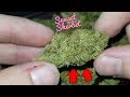 SUNSET SMOKE SESH #44  SUNDAE ZOOKIES STRAIN REVIEW ...