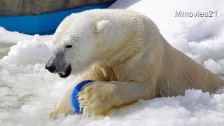 氷のプールに入るララとデナリ