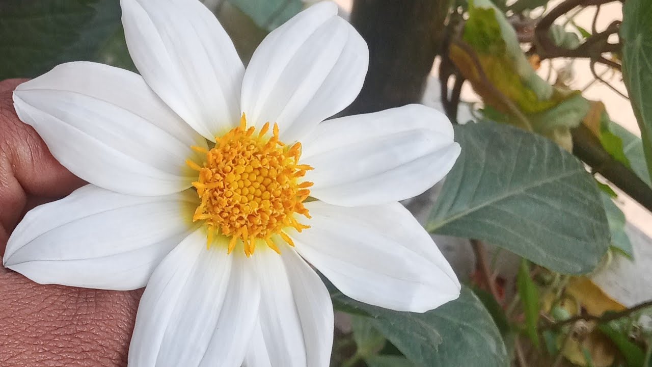 Vineeta bhakti vlogs  is live!