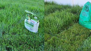 Kentucky 31 vs Scotts Tall Fescue Part 2