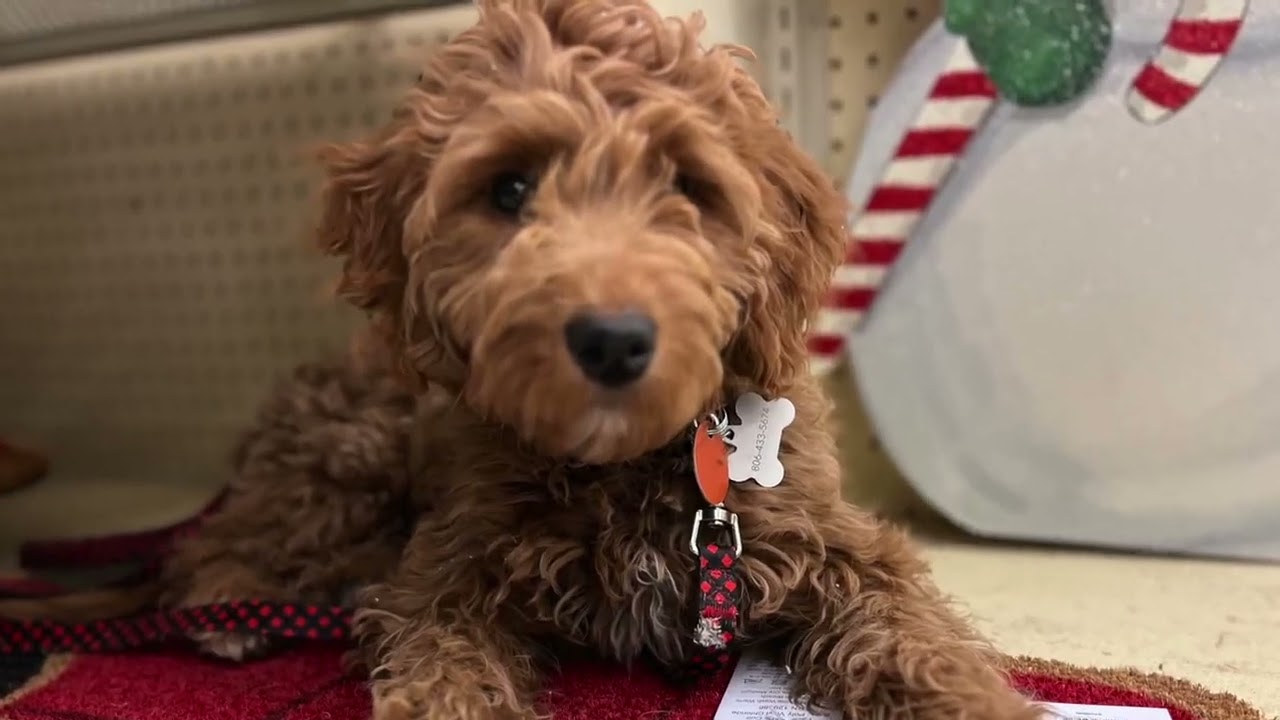 5 m/o Mini Goldendoodle "Winn Dixie", Integrity K9 Trainers, Shelly Bayless