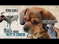 말하는 천재견 뭉이만큼 똑똑한 천재 동물 Best 7 ｜KBS 방송