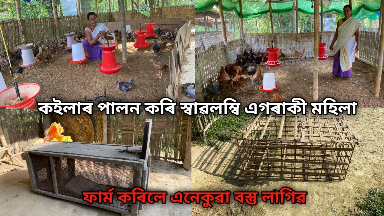 কইলাৰ পালন কৰি স্বাৱলম্বি এগৰাকী মহিলা|Coiler Murgi Farm | Farming Business Ideas