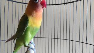 Lovebird memanggil lawan, pancingan ampuh bikin lb semua nyaut bunyi