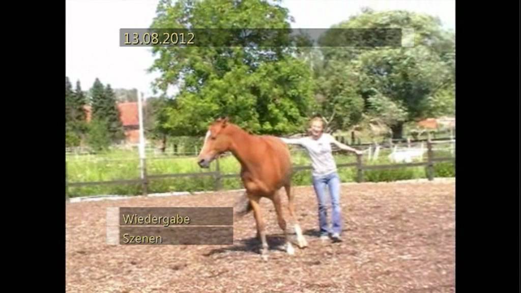 Aurelia's Filmtiere: Dog Dance mit Hund und Pferd