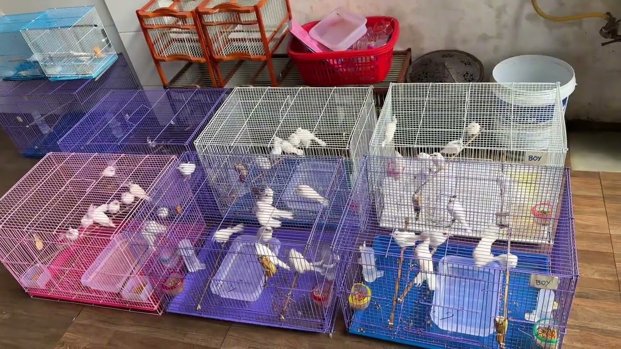 Chào mào indo đột biến và bạch tạng chi phí cực thấp cho anh em mới chơi 