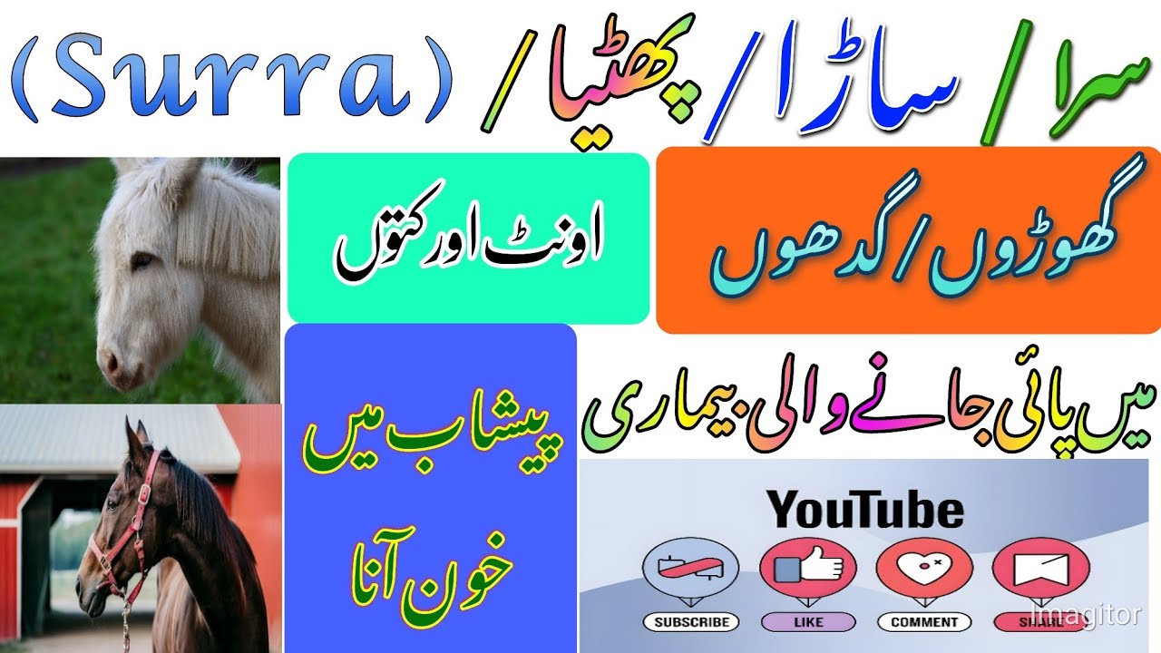 Surra disease and treatment all information with Dr shoaib..