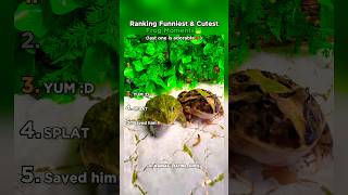 Ranking The Funniest Cutest Frog Moments