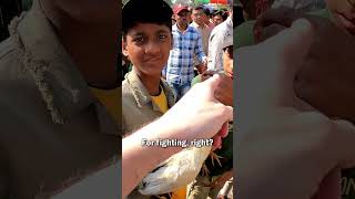 Fighting Chickens in Kolkata, India 🇮🇳