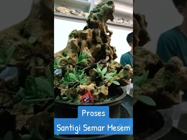 Semar Mesem...#bonsai #bonsaitree #bonsaiindonesia #bonsaipemula class=