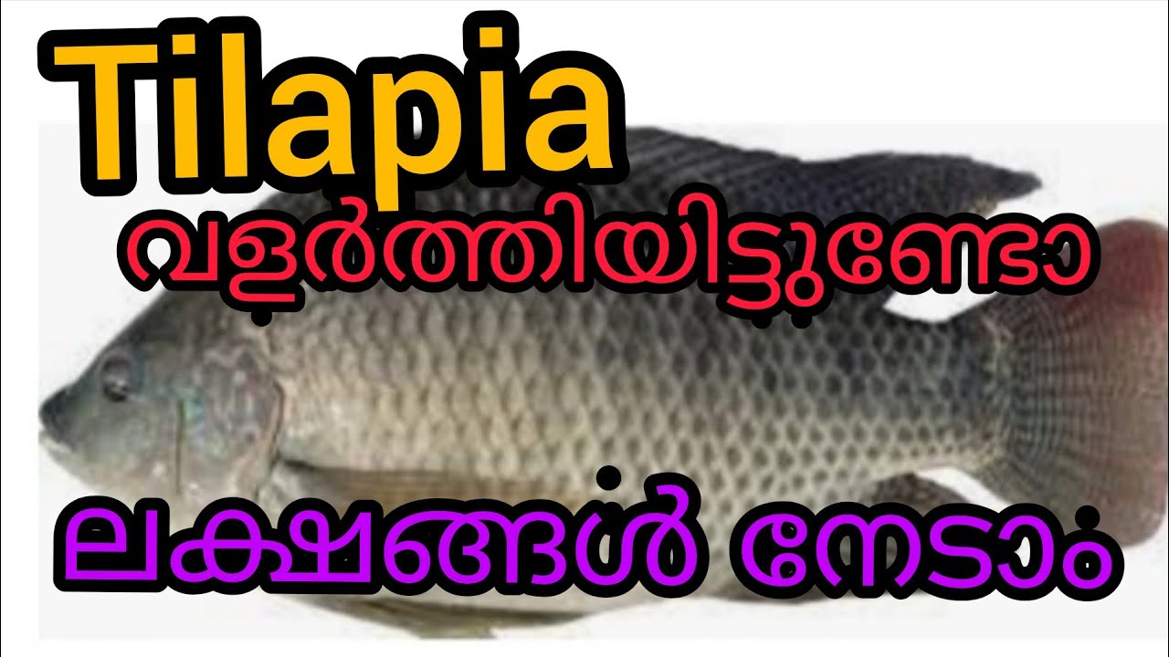 Tilapia fish details in Malayalam ഈ മീനിനെ വളർത്തിയിട്ടുണ്ടോ ഇനി