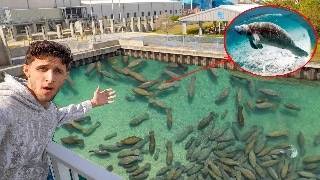 Winter In Florida Sea Life