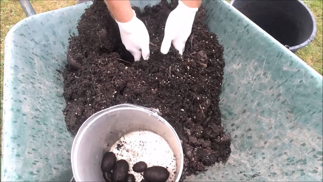 Blau St Galler potatoes  20 08 15