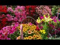 PODA DE GITANILLA para tener un patio de concurso en primavera 🌹 como el mío 🌹🎶