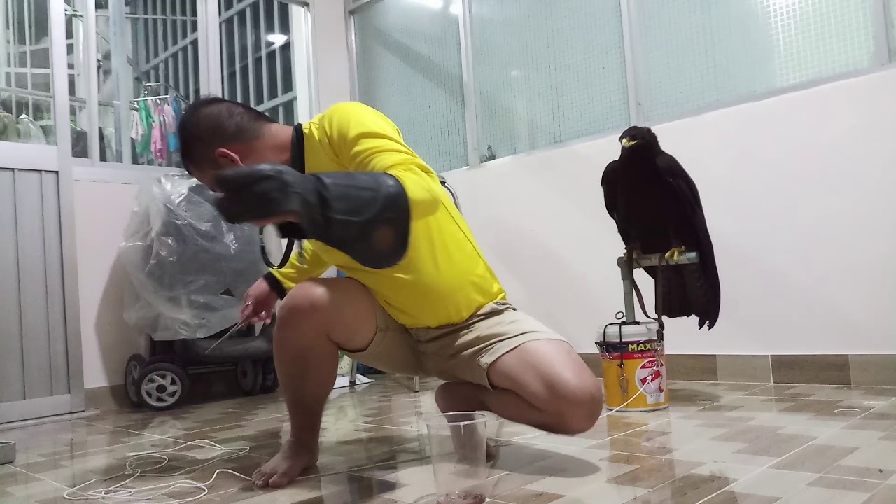 Training black eagle part 3