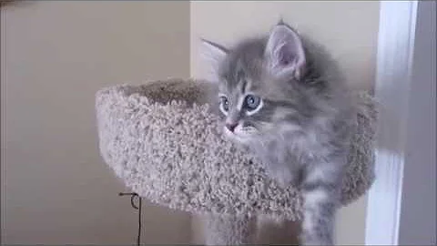 Watch the video about Litter N Nicolas Siberian Glory 7 weeks old siberian kitten . Traditional color