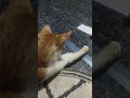 #cat #cute #funny #catlover #cutecat #apt #catsonlychannel #animal #wholenightstudy #cutepet