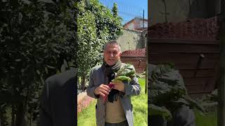 PAZI, POTASYUM VE MAGNEZYUM İÇİN ZENGİN BİR BİTKİDİR, PAZI NEYE İYİ GELİR