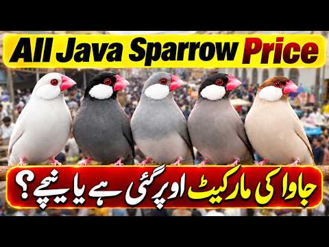 Are Java prices up or down? | Java sparrow price update | Java finch market price
