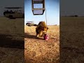 Will The Lion Realize It's A Trap? Watch Its Surprising Reaction #wildlife #lion #nature