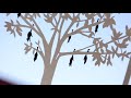 The Rat Tree