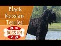 Dogs 101 - BLACK RUSSIAN TERRIER - Top Dog Facts About the BLACK RUSSIAN TERRIER