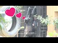 🦍ゲンタロウは飼育員さんが大好き💖 Gentaro loves keeper. キンタロウ モモタロウ ゲンキ Kintaro Momotaro Genki ゴリラ Gorilla 京都 Kyoto