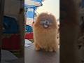 Cute Toy Pomeranian | Toy Dog Breed #shorts #ytshorts #shortvideo