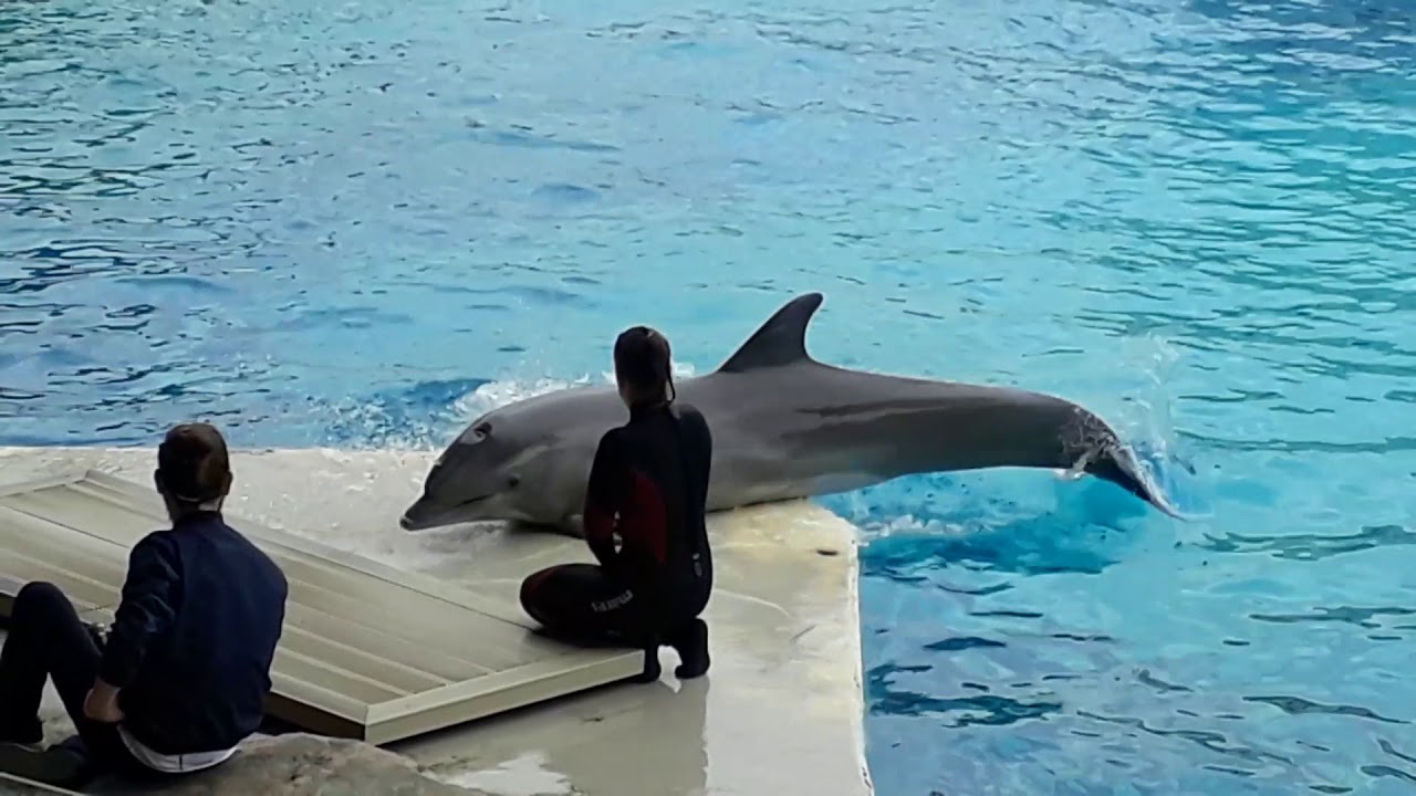 Lo spettacolo dei Delfini nell'arena di Ulisse ad Oltremare